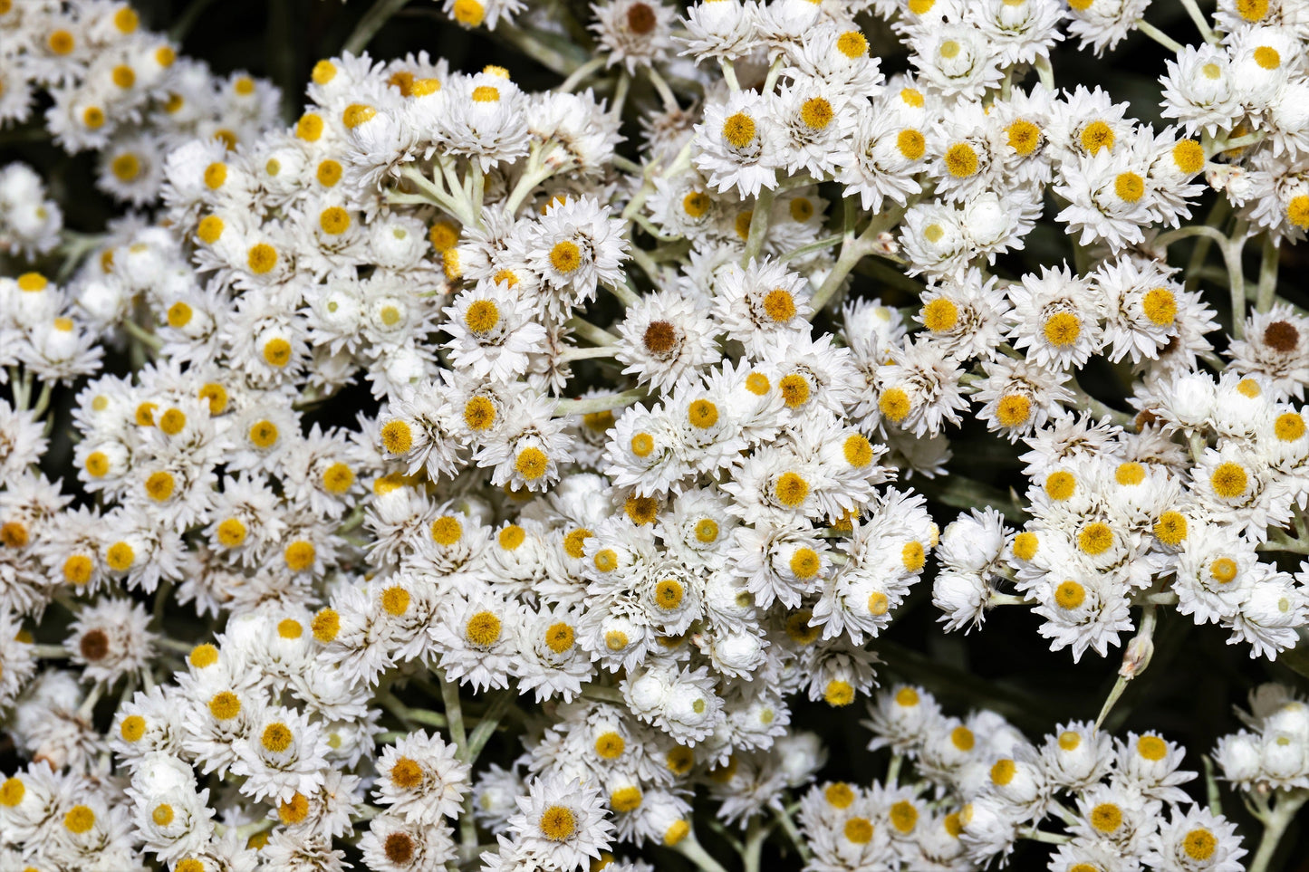 100 PEARLY EVERLASTING Anaphalis Margaritacea Fragrant Butterfly Flower Seeds