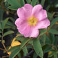 25 PINK SWAMP ROSE Rosa Palustris Flower Shrub Bush ( Average - Wet Soil ) Seeds