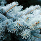 50 Colorado BLUE SPRUCE Tree Picea Pungens Glauca Christmas Tree White Silver Spruce Evergreen Seeds