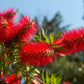 40 CRIMSON BOTTLEBRUSH Callistemon Citrinus Flowering Shrub Bush Small Tree Seeds
