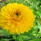 500 Mixed Colors FANCY MIX Pot MARIGOLD Calendula Officinalis Flower Seeds