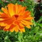 500 PACIFIC Beauty ORANGE MARIGOLD Calendula Officinalis Flower Seeds