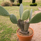 10 Orange PRICKLY PEAR CACTUS Nopal Indian Fig Opuntia Ficus-Indica Fruit Flower Seeds