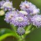 100 PURPLE MISTFLOWER (Hardy or Wild Ageratum) Eupatorium Coelestinum Blue Flower Seeds