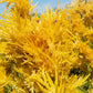 50 AURORA YELLOW AMARANTHUS Tricolor Josephs Coat Flower Seeds