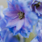 350 Blue with Pink ROCKET LARKSPUR DELPHINIUM Consolida Ajacis Seeds