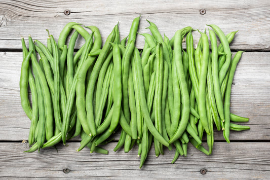 50 BURPEE STRINGLESS Green Pod BEAN French Phaseolus Vulgaris Vegetable Seeds