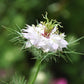 50 RED POD NIGELLA Damascena Love In A Mist aka Black Pod White Flower Seeds