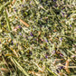 100 CIMARRON ALFALFA Medicago Sativa Ground Cover Forage Purple Flower Seeds