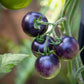 50 PURPLE CHERRY TOMATO Lycopersicon Indeterminate Fruit Vegetable Seeds