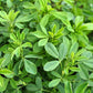 100 CIMARRON ALFALFA Medicago Sativa Ground Cover Forage Purple Flower Seeds