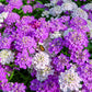 2000 Fairy DWARF MIX CANDYTUFT Iberis Umbellata Flower Seeds
