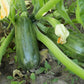 50 BLACK BEAUTY ZUCCHINI Summer Squash Cucurbita Pepo Vegetable Seeds
