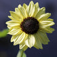 50 VANILLA ICE SUNFLOWER Two Tone Light Yellow Helianthus Annuus Flower Seeds
