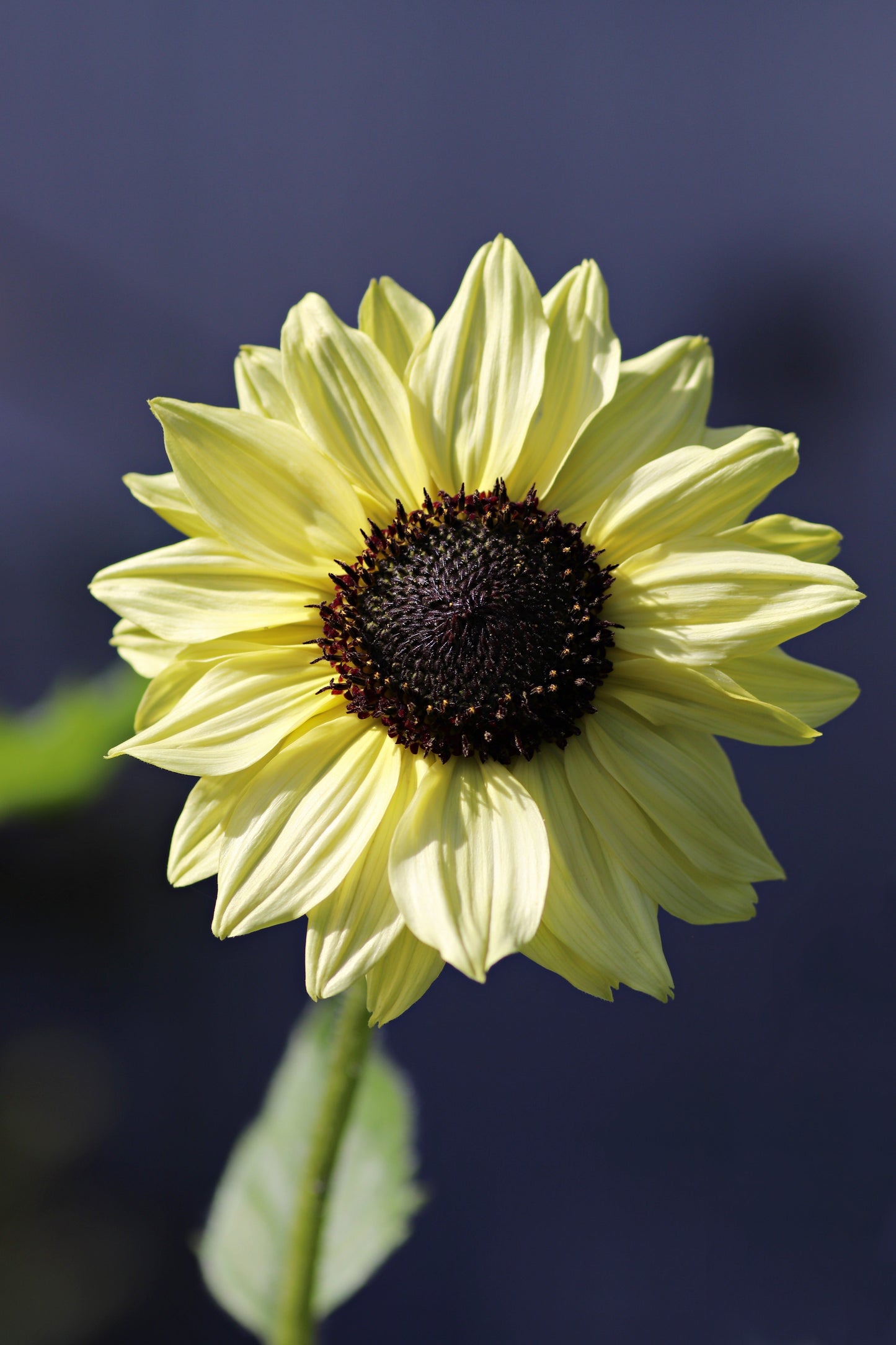 50 VANILLA ICE SUNFLOWER Two Tone Light Yellow Helianthus Annuus Flower Seeds