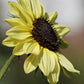 50 VANILLA ICE SUNFLOWER Two Tone Light Yellow Helianthus Annuus Flower Seeds