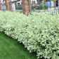 25 FIRE and ICE DOGWOOD Cornus Alba Shrub Tree Variegated Red Bark White Berry & Flower Seeds