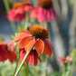 25 CHEYENNE SPIRIT CONEFLOWER Echinacea Orange Red Yellow Purple Pink White Herb Flower Seeds