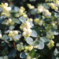 10 Dwarf CREEPING SNOWBERRY Shrub White Pink Flower Symphoricarpos Mollis Seeds