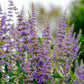 25 CHASTE BERRY TREE Vitex Agnus Castus Monk's Pepper Purple Fragrant Flower Seeds