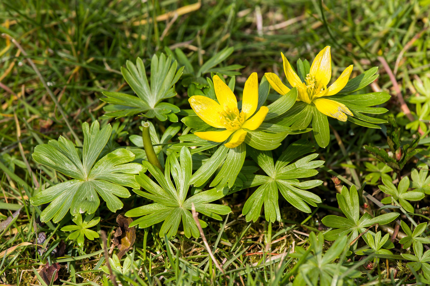 10 WINTER ACONITE Eranthis Hyemalis Yellow Sun Shade Flower Seeds