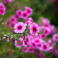 100 BRILLIANT PHLOX Drummondii Two Tone Pink Flower Seeds