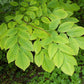 10 YELLOW ASH TREE Kentucky Yellowwood White Flowers Cladrastis Lutea Kentukea Seeds