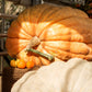 10 Dill's ATLANTIC GIANT PUMPKIN Up to 2000 lb Cucurbita Vegetable Seeds
