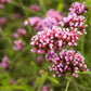 250 COMMON VERVAIN Verbena Officinalis European Herb Pink Purple Flower Seeds