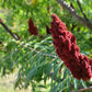75 SMOOTH SUMAC TREE Red Berries Rhus Glabra Borealis Seeds
