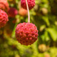 20 HIMALAYAN DOGWOOD / STRAWBERRY Tree Cornus Capitata White & Pink Flower Red Fruit Seeds