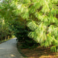 30 Mexican WEEPING PINE TREE Evergreen Pinus Patula Seeds