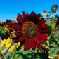 25 CHOCOLATE CHERRY SUNFLOWER Helianthus Annuus Red & Brown Flower Seeds