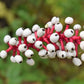 10 DOLL'S EYES Flower White Baneberry Cohosh Actaea Pachypoda Alba Seeds