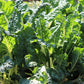 300 FORDHOOK GIANT SWISS CHARD (Perpetual Spinach) Beta Vulgaris Cicla Vegetable Seeds