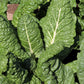 300 FORDHOOK GIANT SWISS CHARD (Perpetual Spinach) Beta Vulgaris Cicla Vegetable Seeds