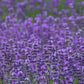 500 True ENGLISH LAVENDER VERA Lavandula Angustifolia Vera Herb Purple Flower Seeds