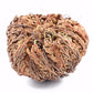 Live RESURRECTION PLANT Rose of Jericho Dinosaur Fern Miracle Air Houseplant
