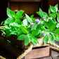 50 WHITE WOOD MINT Mentha Arvensis Wild Field Herb Flower Seeds