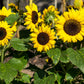30 INCREDIBLE DWARF SUNFLOWER Helianthus Annuus Flower Seeds