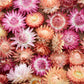100 APRICOT & PEACH STRAWFLOWER Organic Mix Coral Paper Daisy Helichrysum Xerochrysum Bracteatum Flower Seeds