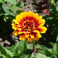 50 CAROUSEL MIX ZINNIA Elegans Carrousel Whirligig Mixed Colors Bicolor Flower Seeds