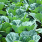 1000 GEORGIA COLLARDS (SOUTHERN or Walking Collards) Collard Greens Brassica Oleracea Acephala Vegetable Seeds