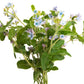 10 TWEEDIA BLUE MILKWEED Southern Star of Argentine Tweedia Caerulea syn. Oxypetalum Flower Vine Seeds