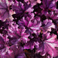 1200 Mixed Colors CORAL BELLS HEUCHERA Shade Flower Seeds