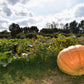10 Dill's ATLANTIC GIANT PUMPKIN Up to 2000 lb Cucurbita Vegetable Seeds