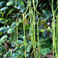 30 YARD LONG BEAN Asparagus Bean Cowpea Phaseolus Vulgaris Vegetable Seeds