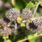 50 WHITE WOOD MINT Mentha Arvensis Wild Field Herb Flower Seeds