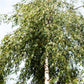 50 SILVER WEEPING BIRCH Tree White European Betula Pendula Alba Seeds