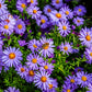 50 Blue RICE BUTTON ASTER Dumosus Flower Seeds